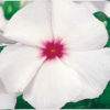Vinca victory bright eye