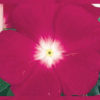 Vinca victory cranberry