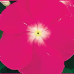 Vinca Victory deep pink