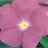 Vinca victory lavender