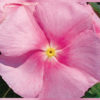 Vinca victory light pink