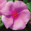 Vinca victory light pink with red eye