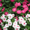 Vinca victory mix
