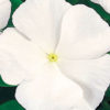 Vinca victory pure white