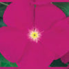 Vinca victory purple