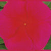 Vinca victory red