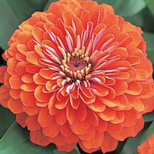 Zinnia F-1 Dreamland Coral