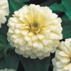 Zinnia F-1 Dreamland Ivory