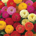 Zinnia F-1 Dreamland Mix