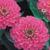Zinnia F-1 Dreamland Pink