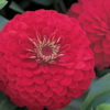 Zinnia F-1 Dreamland Red