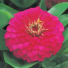 Zinnia F-1 Dreamland Rose
