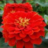 Zinnia F-1 Dreamland Scarlet