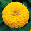 Zinnia F-1 Dreamland Yellow