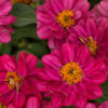 Zinnia-Profusion-Double-Cherry
