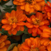 Zinnia profusion double fire