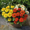 Zinnia profusion double mix