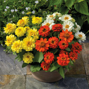 Zinnia profusion double mix