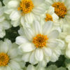 Zinnia profusion double white