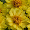 Zinnia profusion double yellow