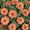 Zinnia Profusion salmon
