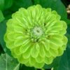 Zinnia super yoga green