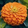 Zinnia super yoga orange