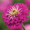 Zinnia super yoga purple