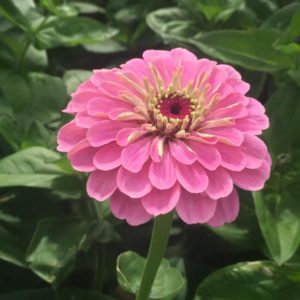 Zinnia super yoga rose