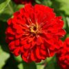Zinnia super yoga scrlet