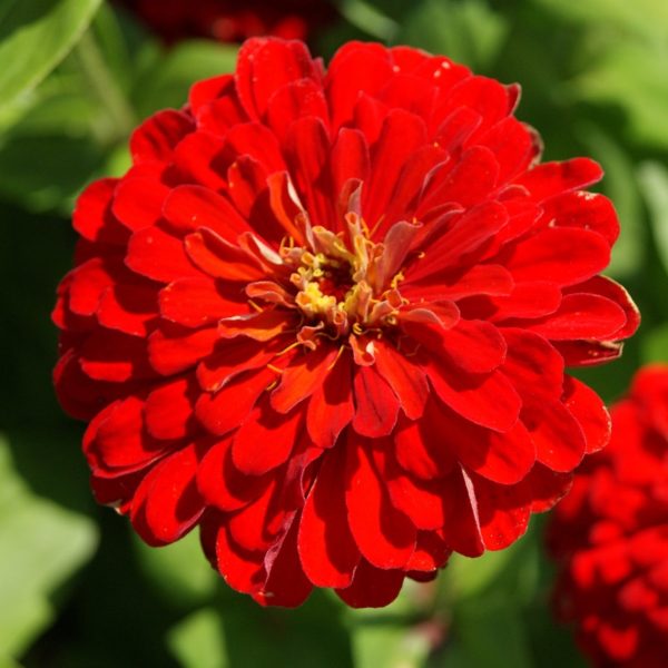 Zinnia super yoga scrlet