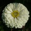 Zinnia super yoga white
