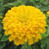 Zinnia super yoga yellow