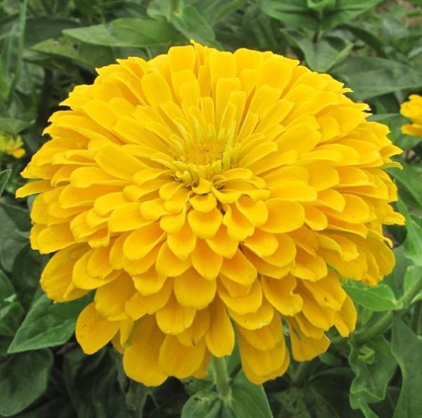 Zinnia super yoga yellow