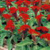 Cockscomb/Celosia cristata armor orange