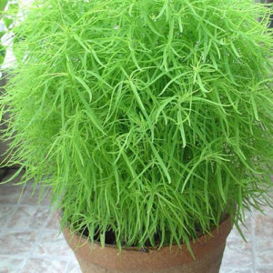Kochia