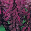 Salvia Purple