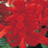 Salvia Red