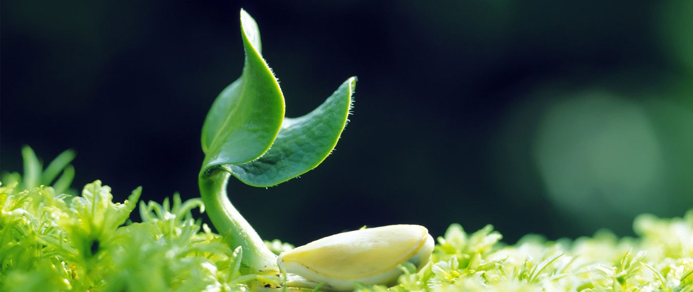 Sunny View Seeds