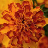 French Marigold Bolero