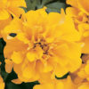 French Marigold Gold