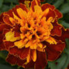 French Marigold Harmonyy