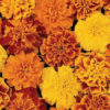 French Marigold Mix