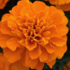 French Marigold Orange