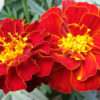 French Marigold Red