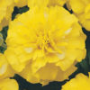 French Marigold Yellow