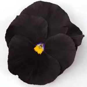 Pansy Atlas Black