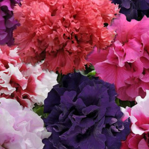 Petunia double glorious mix