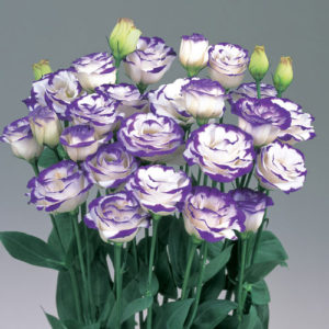 Lisianthus Rosita Blue Picotee