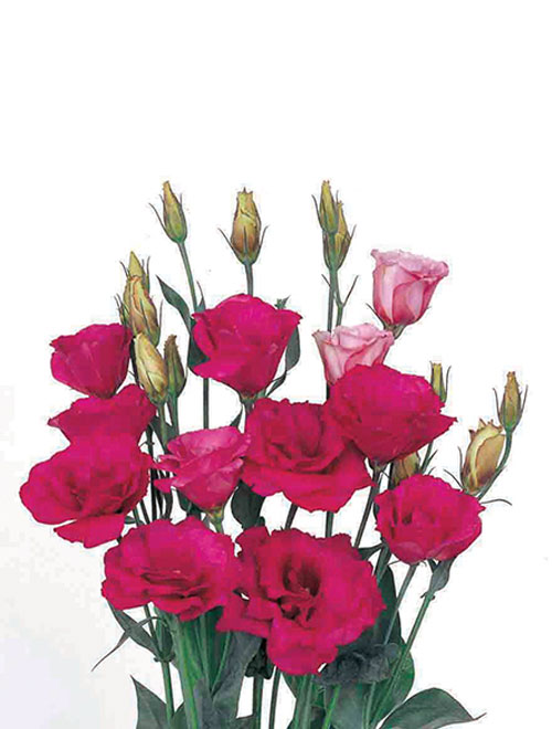 Lisianthus-Mariachi-Carmine